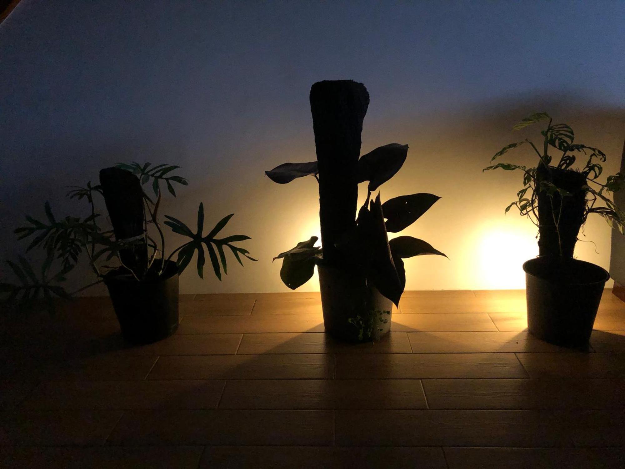 Balabala Bed & Breakfast I Нанди Экстерьер фото